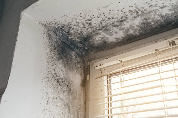 Affordable Attic Mold Removal solutions in Oakland, NJ